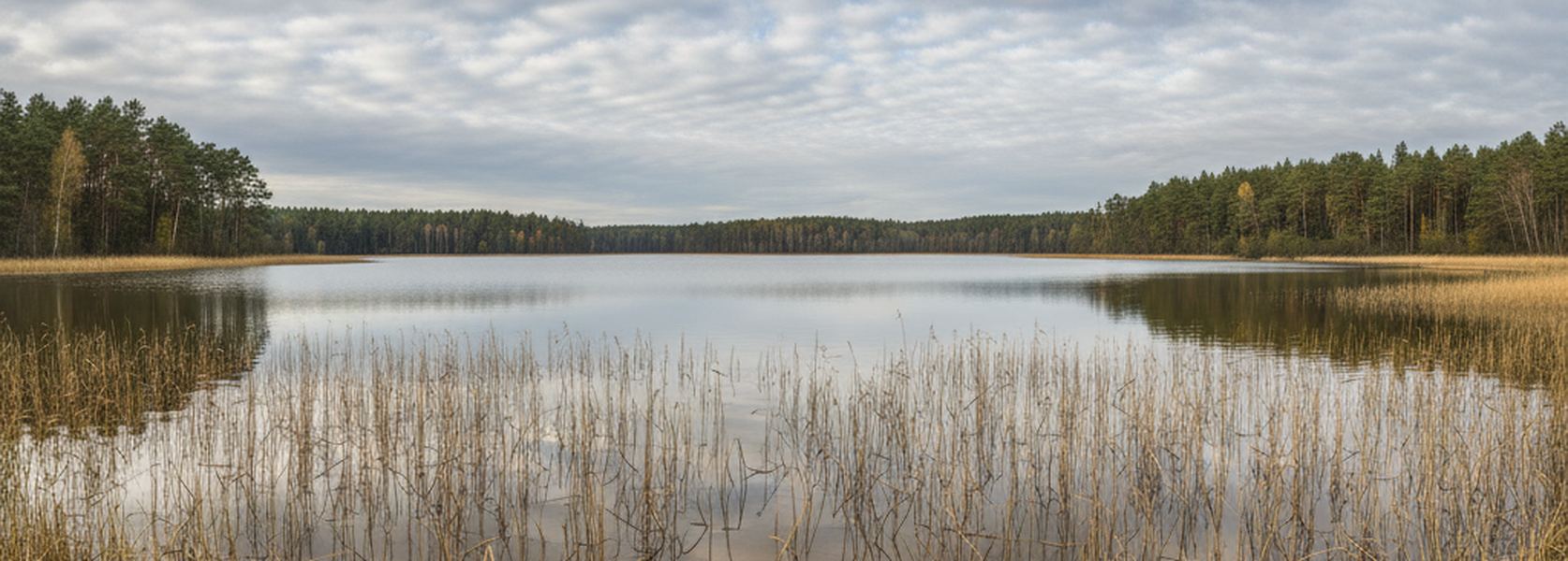 A belt of reeds and open water on a large shallow lake in Mecklenburg, with low pine and beech woodland along the far shore.